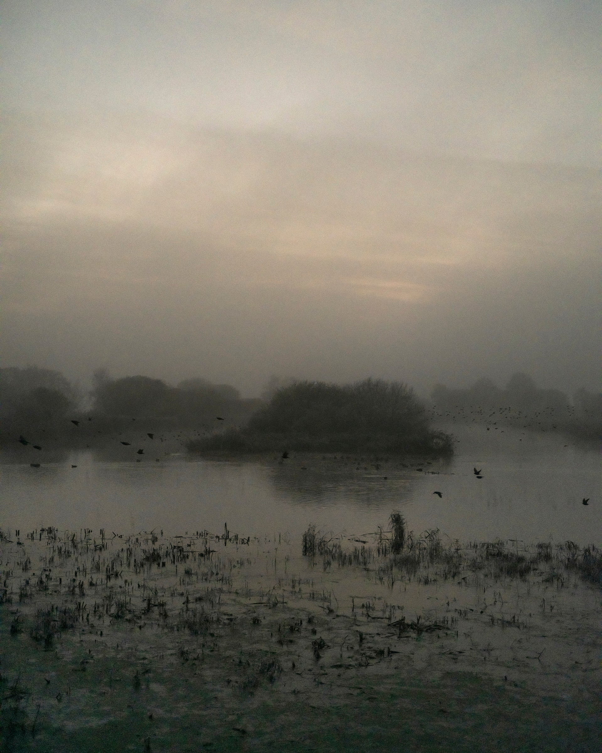 Starlings