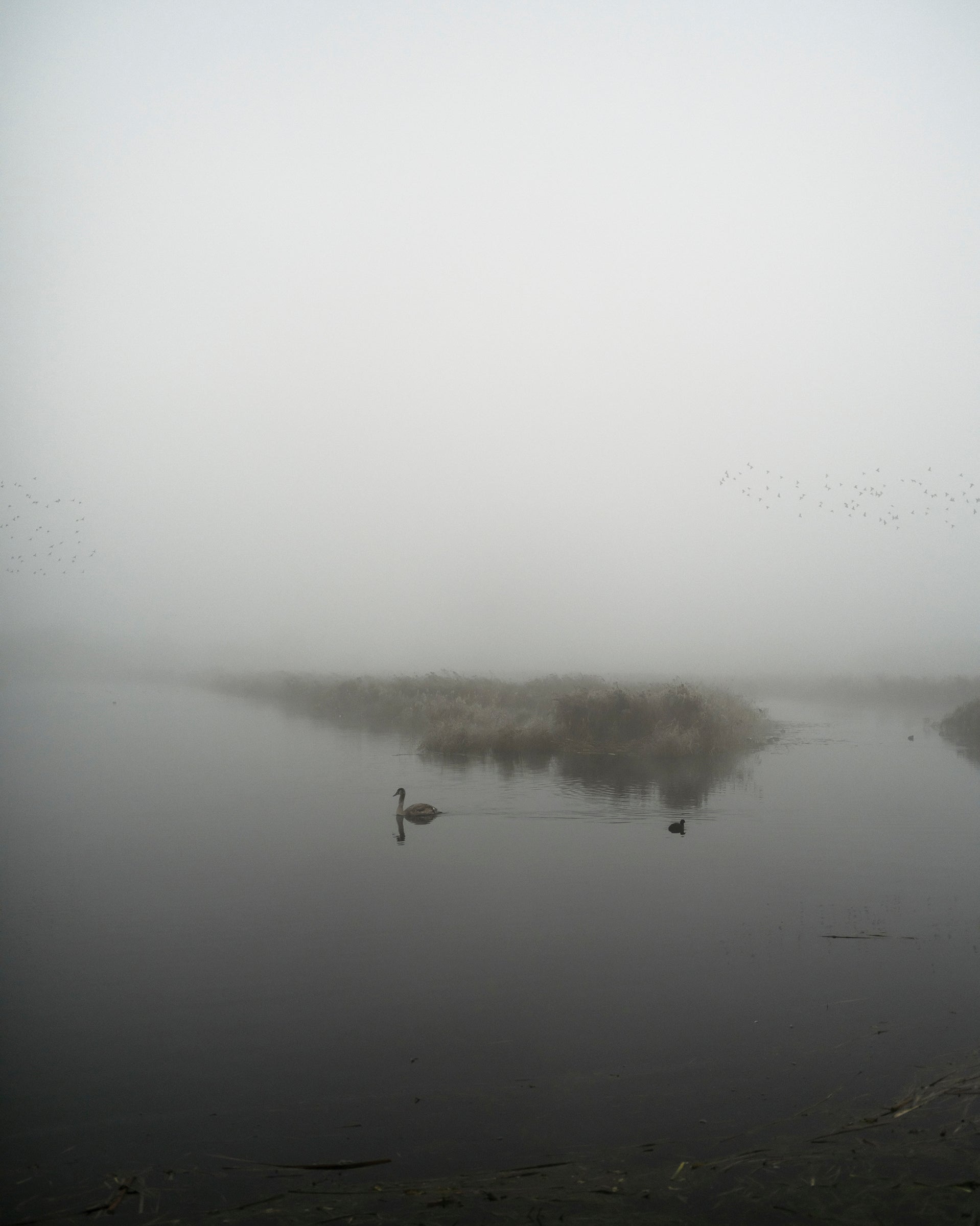 Starlings