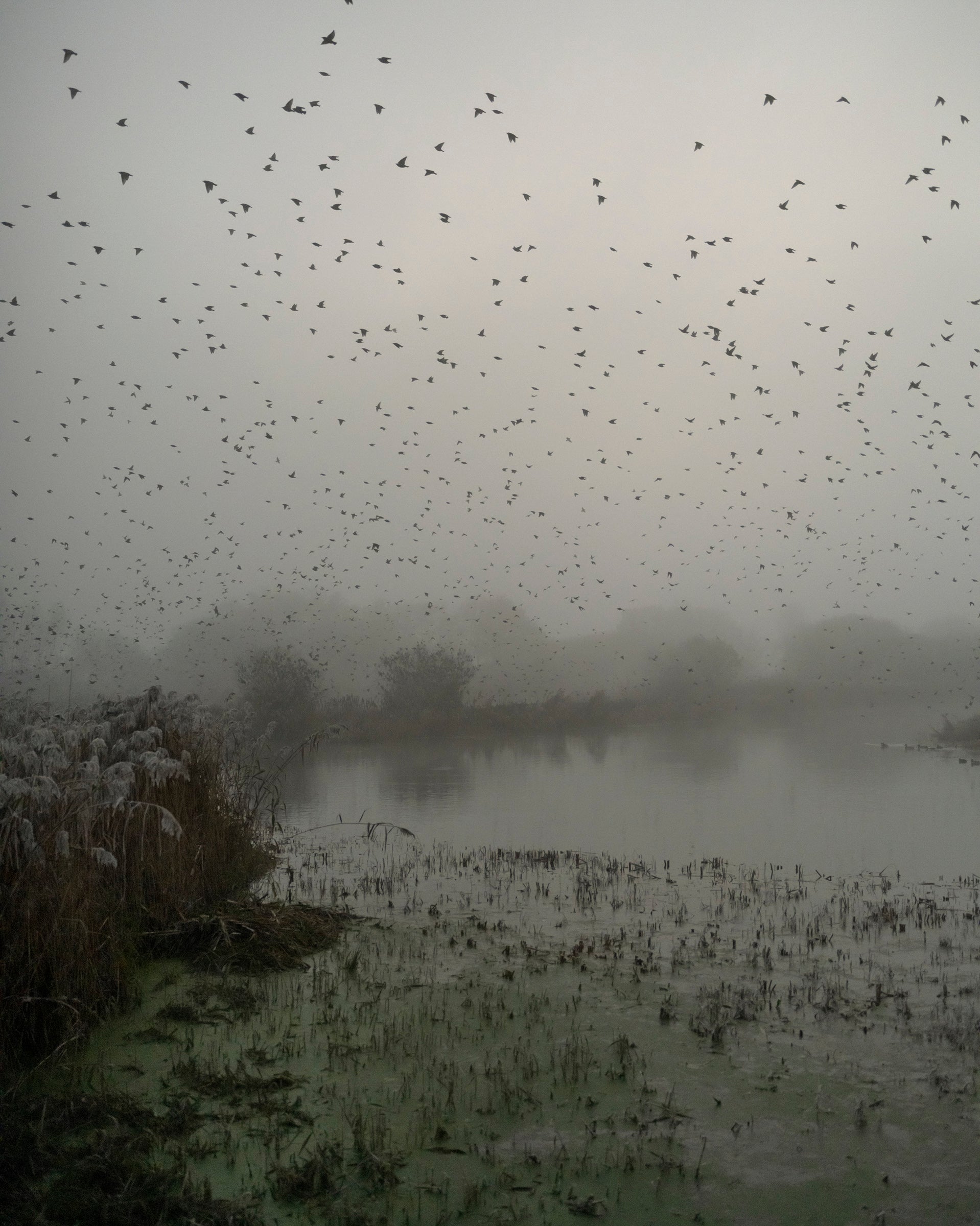 Starlings