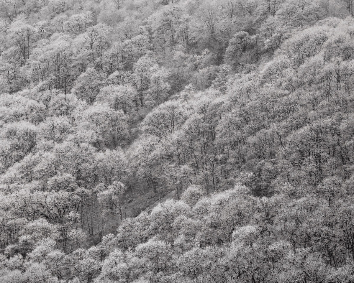 The White Wood