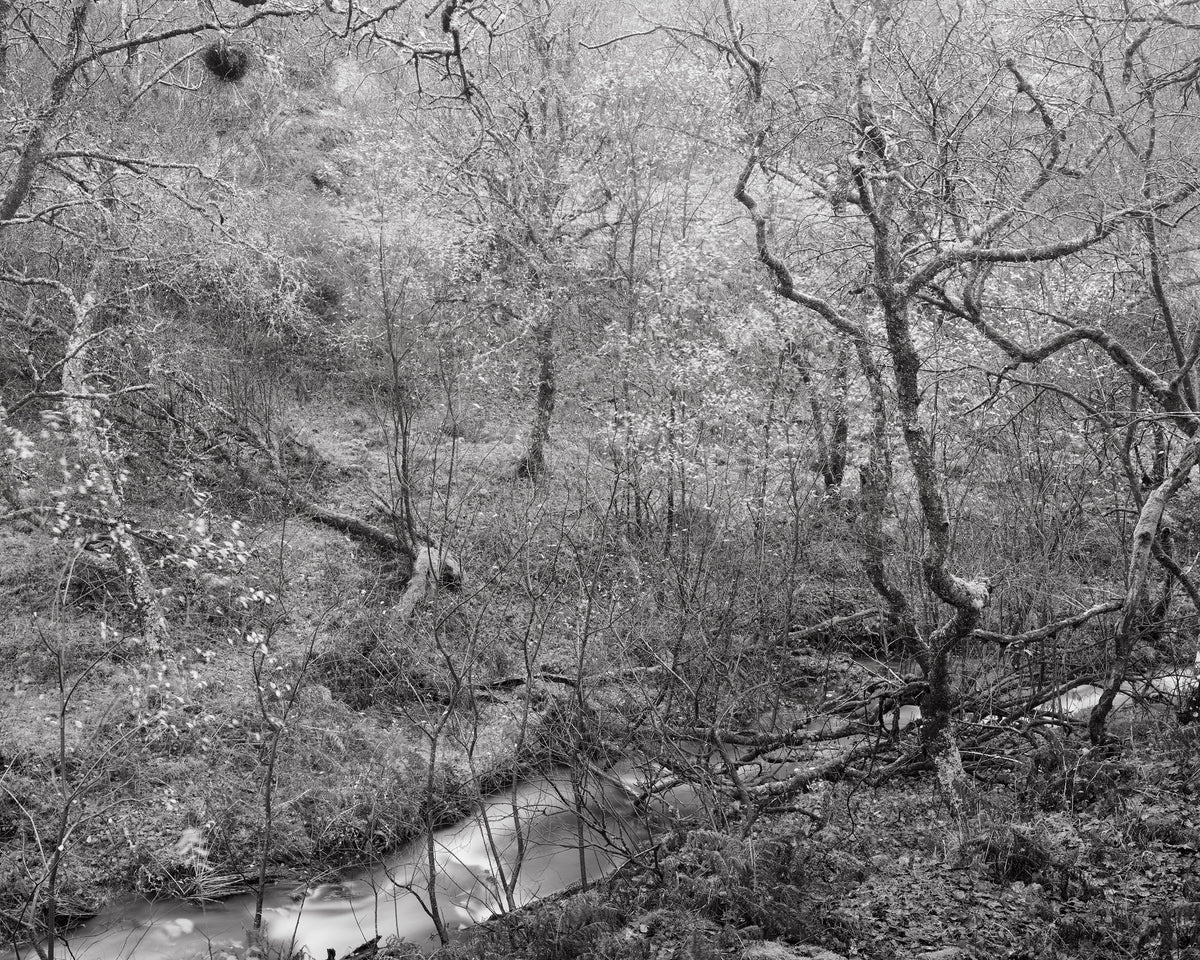 The White Wood