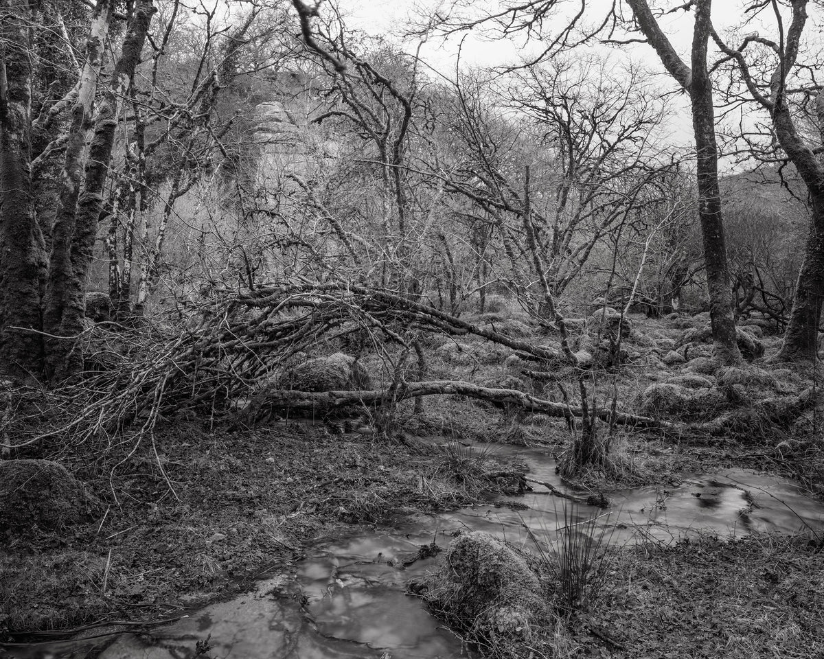 The White Wood